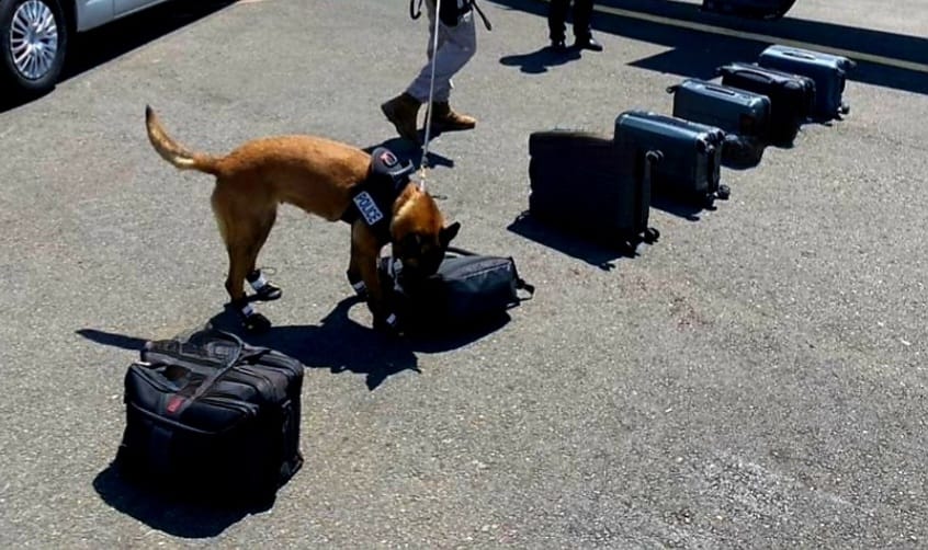 Se pensionan los caninos: Kala, Iker, Tina y Clinton