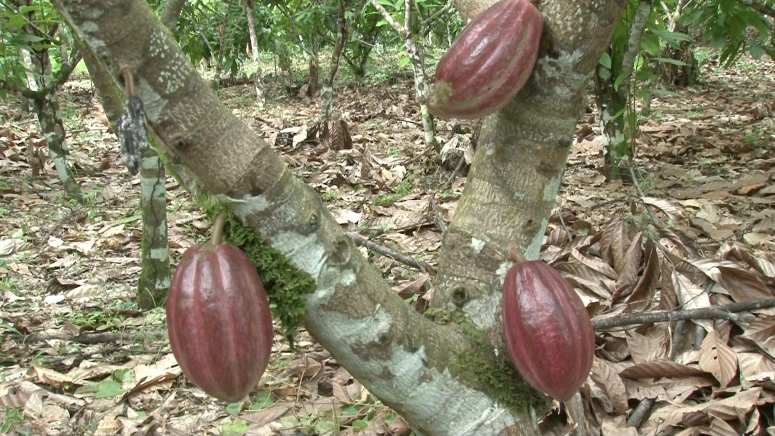 Cacao de Costa Rica