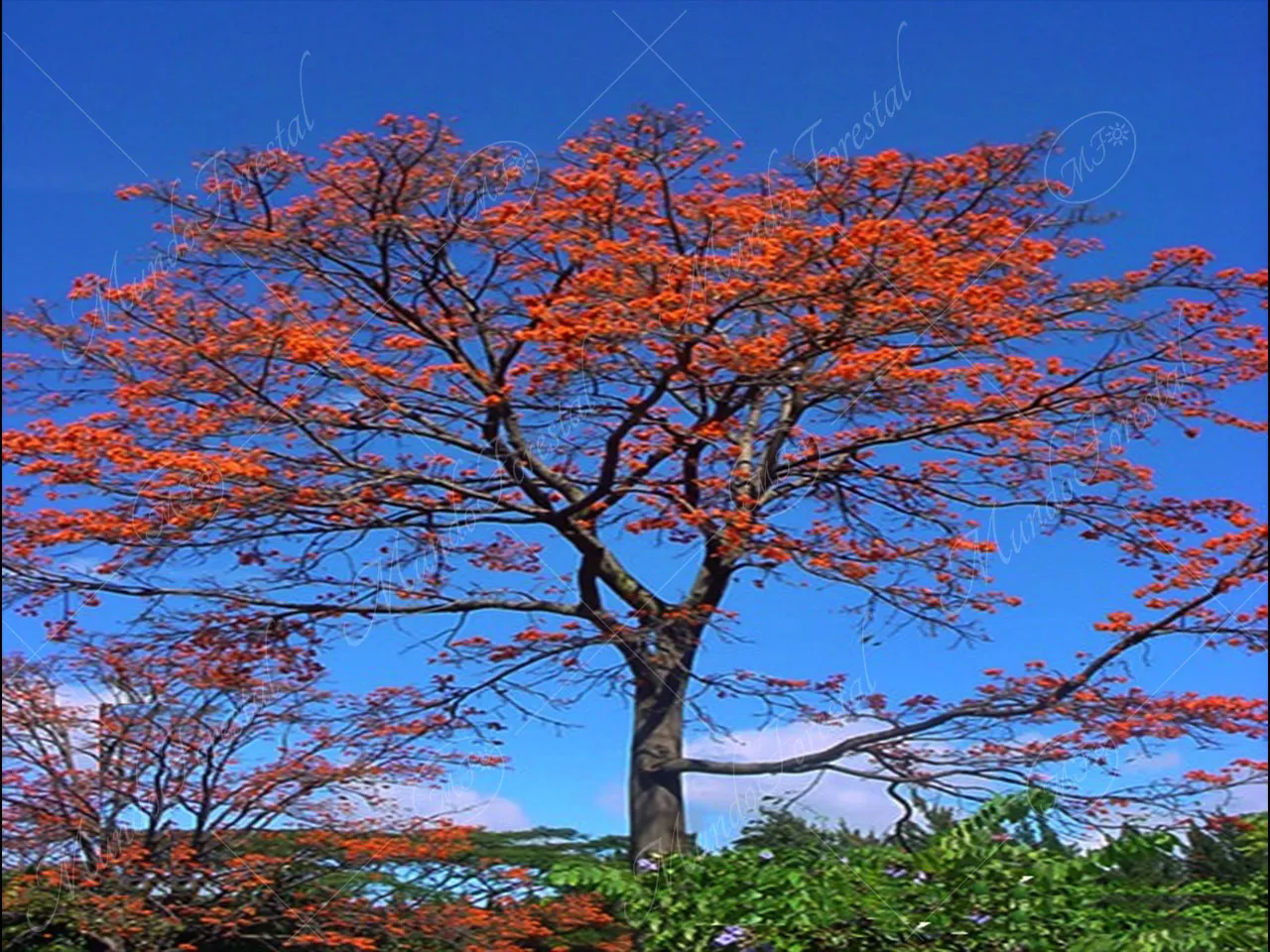 Flor del árbol de poró. Fotos Tucurrique,Cartago