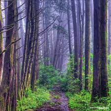 ¿Que le parece un paseito al “Bosque de la Hoja” en las montañas de Heredia?